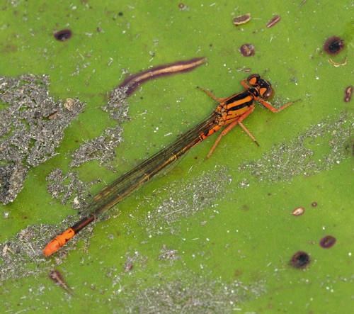 Female
2014_04_06_Wakulla_FL